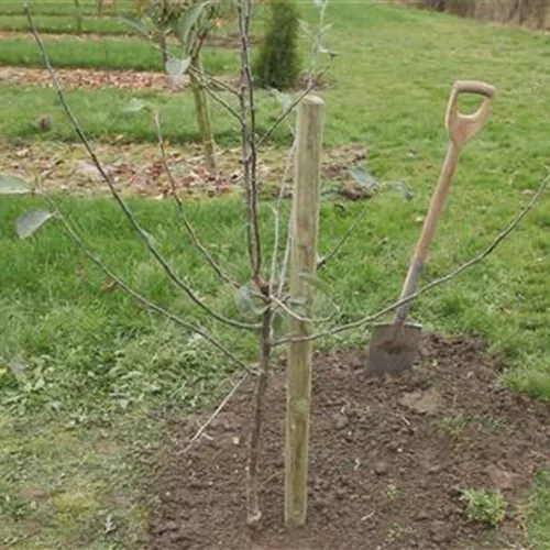 Wie pflanze ich einen Apfelbaum?