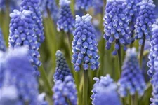 Muscari 'Blue Magic' 9 cm