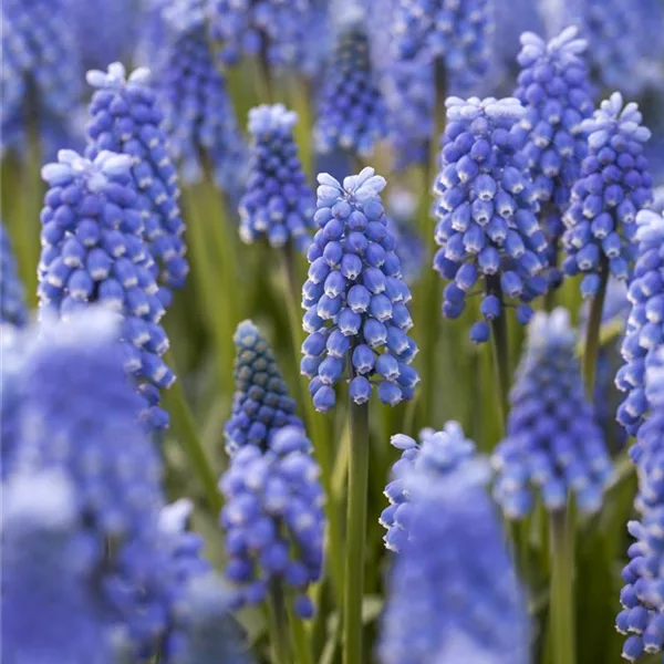 Muscari 'Blue Magic'