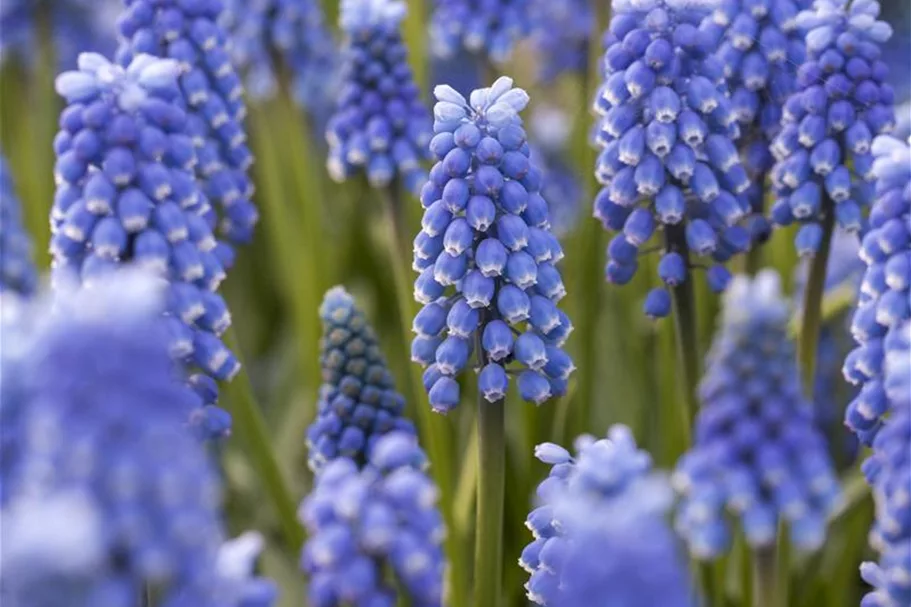 Muscari 'Blue Magic' 9 cm