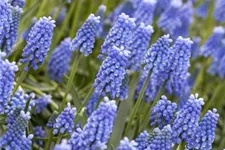 Muscari 'Blue Magic' 9 cm