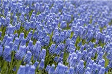 Muscari 'Blue Magic' 9 cm