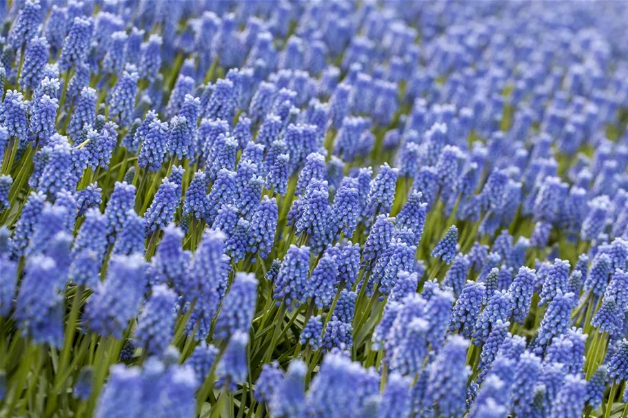 Muscari 'Blue Magic' 9 cm