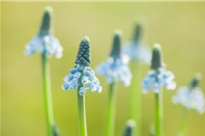 Muscari 'Blue Magic' 9 cm