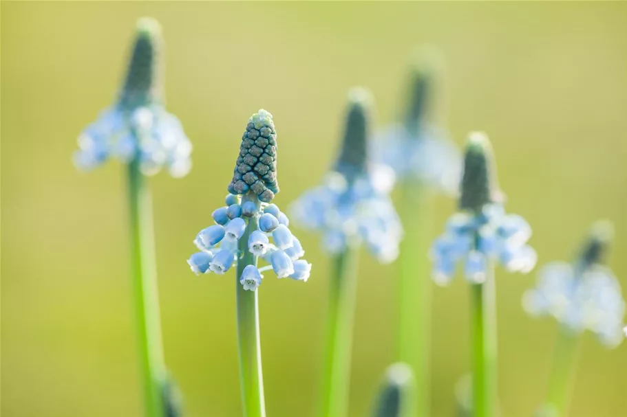 Muscari 'Blue Magic' 9 cm