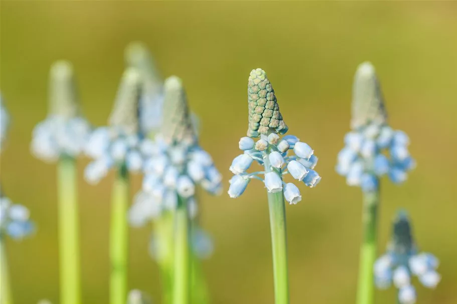 Muscari 'Blue Magic' 9 cm