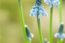 Muscari 'Blue Magic' 9 cm