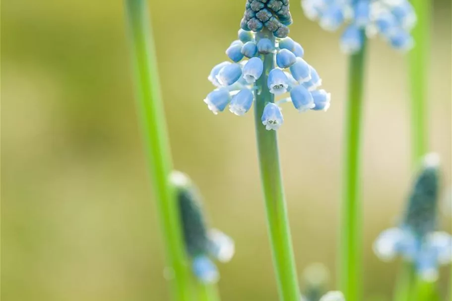 Muscari 'Blue Magic' 9 cm