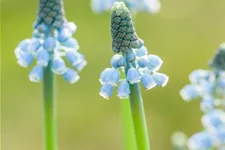 Muscari 'Blue Magic' 9 cm