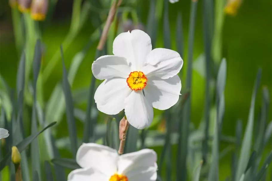 5 Blumenzwiebel - Garten-Dichter-Narzisse 'Actaea' 5 Zwiebel - Größe 14/16