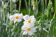 5 Blumenzwiebel - Garten-Dichter-Narzisse 'Actaea' 5 Zwiebel - Größe 14/16