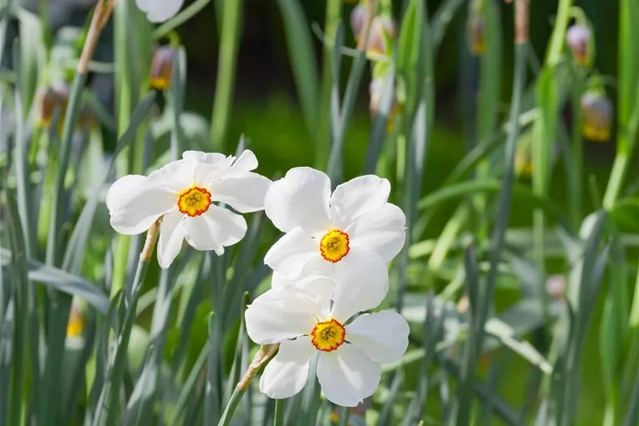 5 Blumenzwiebel - Garten-Dichter-Narzisse 'Actaea' 5 Zwiebel - Größe 14/16