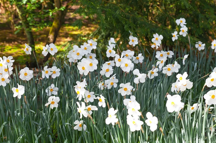 5 Blumenzwiebel - Garten-Dichter-Narzisse 'Actaea' 5 Zwiebel - Größe 14/16