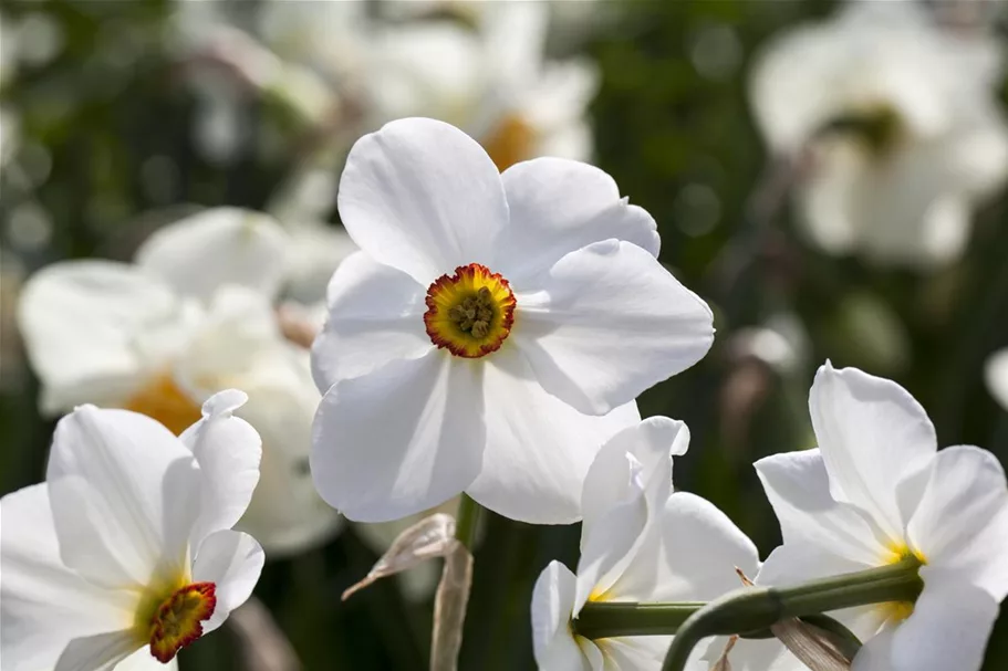 5 Blumenzwiebel - Garten-Dichter-Narzisse 'Actaea' 5 Zwiebel - Größe 14/16