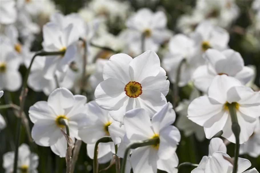 5 Blumenzwiebel - Garten-Dichter-Narzisse 'Actaea' 5 Zwiebel - Größe 14/16