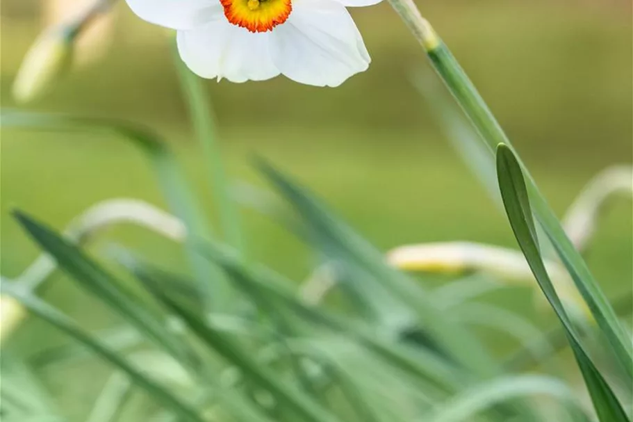 5 Blumenzwiebel - Garten-Dichter-Narzisse 'Actaea' 5 Zwiebel - Größe 14/16