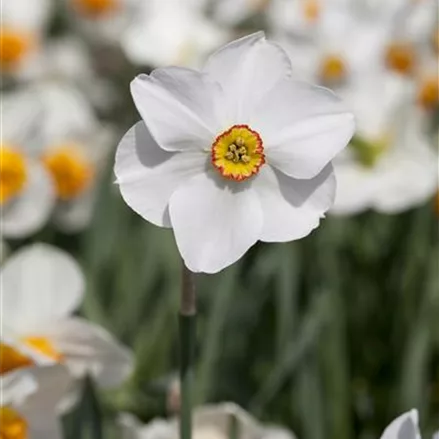 5 Blumenzwiebel - Garten-Dichter-Narzisse 'Actaea' 