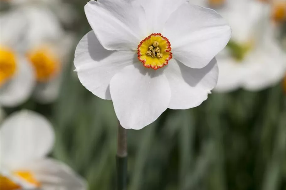 5 Blumenzwiebel - Garten-Dichter-Narzisse 'Actaea' 5 Zwiebel - Größe 14/16