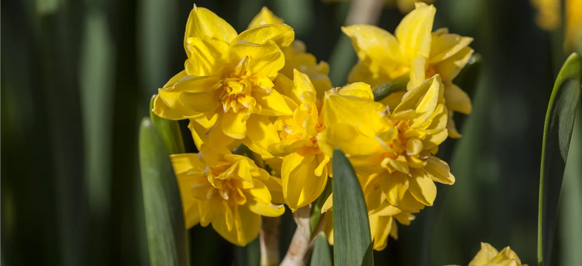 5 Blumenzwiebel - Narcissus cyclamineus 'Tête-à-Tête Boucle'