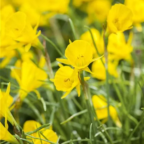 5 Blumenzwiebel - Narzisse 'Golden Bells'