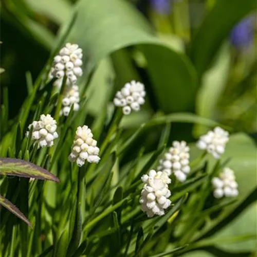 10 Blumenzwiebel - Muscari armeniacum 'Album'