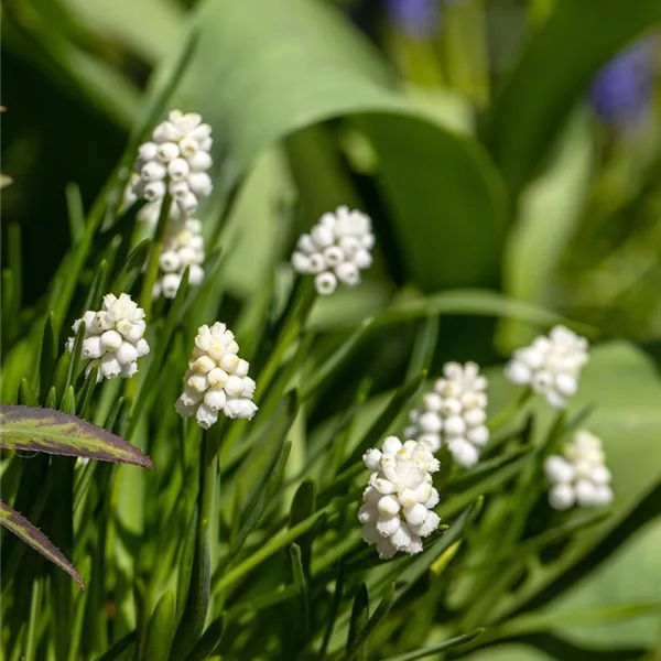 10 Blumenzwiebel - Muscari armeniacum 'Album'