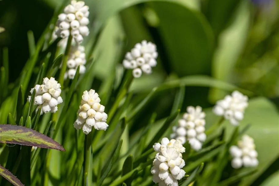 10 Blumenzwiebel - Muscari armeniacum 'Album' 10 Zwiebel - Größe 5+