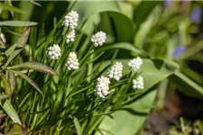 10 Blumenzwiebel - Muscari armeniacum 'Album' 10 Zwiebel - Größe 5+