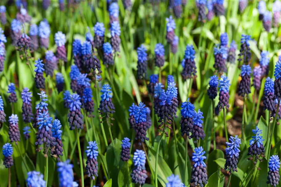 10 Blumenzwiebel - Muscari latifolium