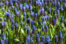 10 Blumenzwiebel - Muscari latifolium