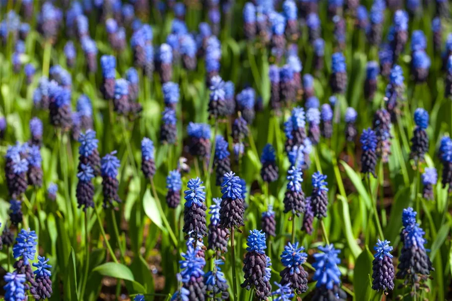 10 Blumenzwiebel - Muscari latifolium