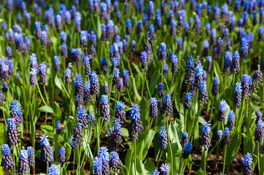 10 Blumenzwiebel - Muscari latifolium