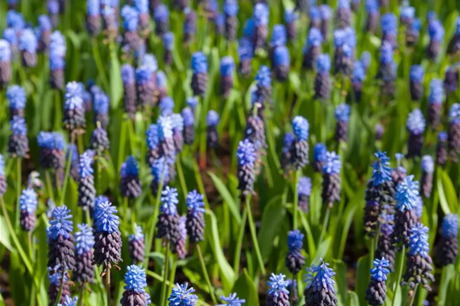 10 Blumenzwiebel - Muscari latifolium