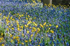 10 Blumenzwiebel - Muscari latifolium