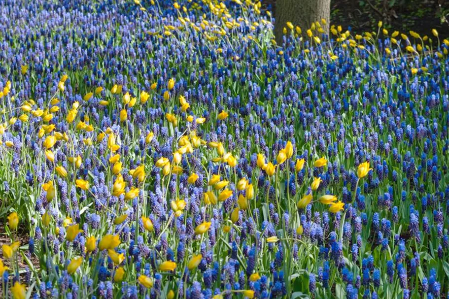 10 Blumenzwiebel - Muscari latifolium