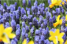 10 Blumenzwiebel - Muscari latifolium