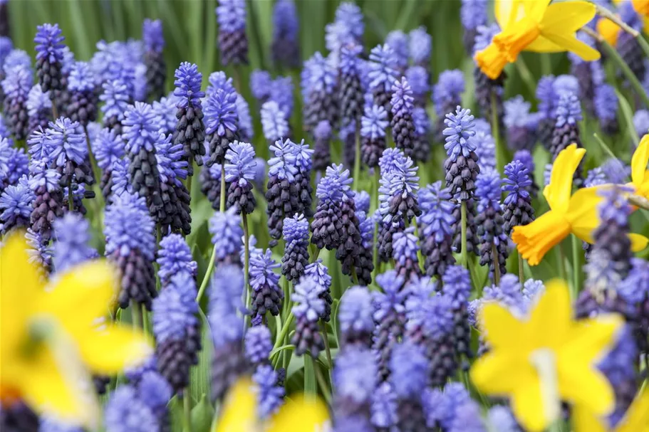 10 Blumenzwiebel - Muscari latifolium