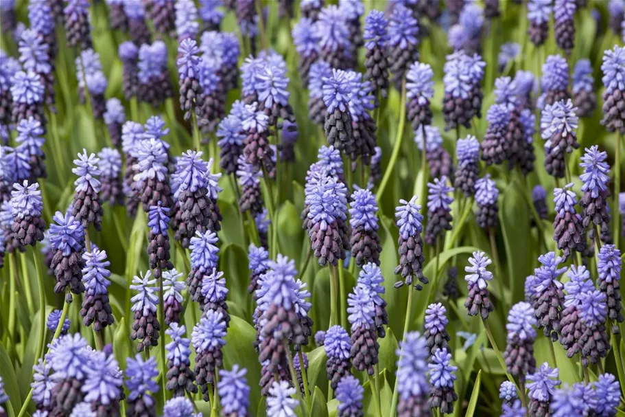 10 Blumenzwiebel - Muscari latifolium