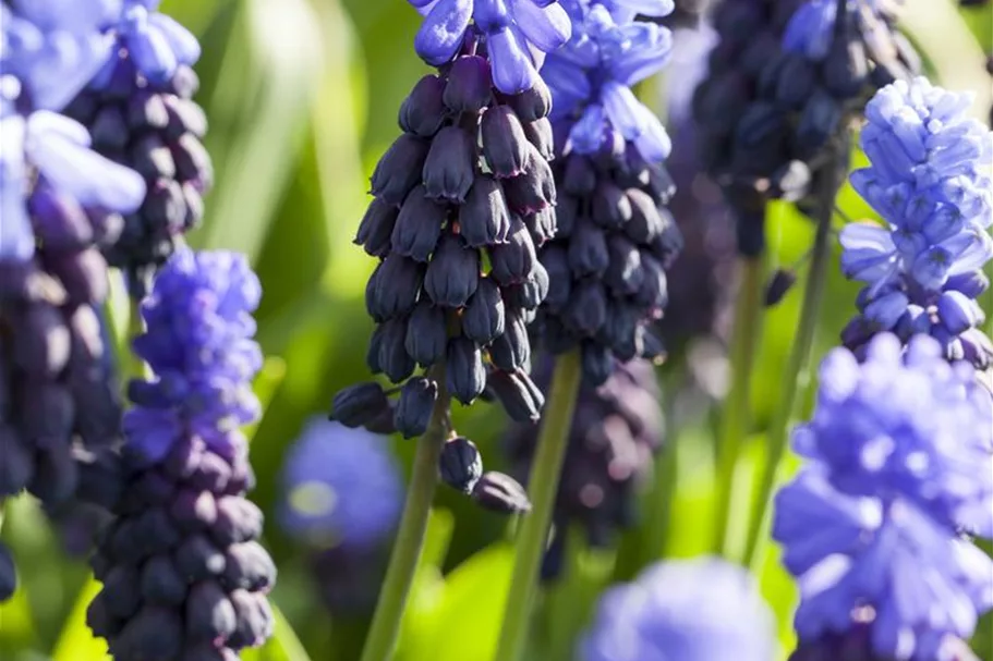 10 Blumenzwiebel - Muscari latifolium