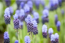 10 Blumenzwiebel - Muscari latifolium