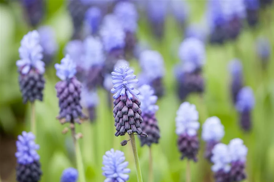 10 Blumenzwiebel - Muscari latifolium