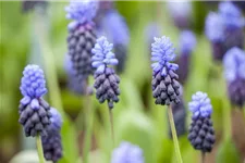 10 Blumenzwiebel - Muscari latifolium