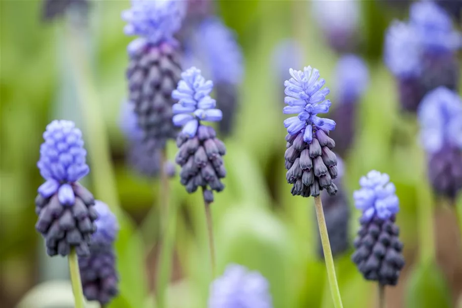 10 Blumenzwiebel - Muscari latifolium