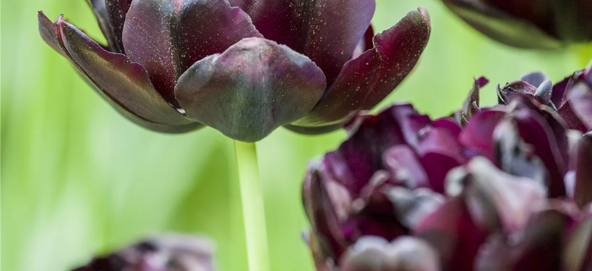 7 Blumenzwiebel - Tulpe 'Black Hero' 7 Zwiebel - Größe 12+