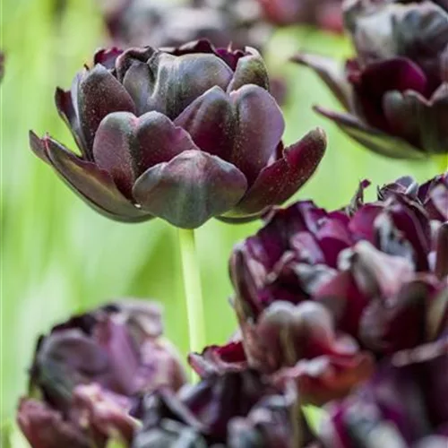 7 Blumenzwiebel - Tulpe 'Black Hero'