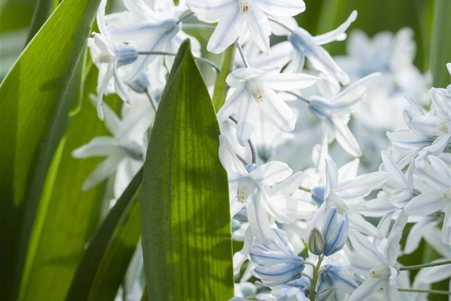 10 Blumenzwiebel - Puschkinia scilloides