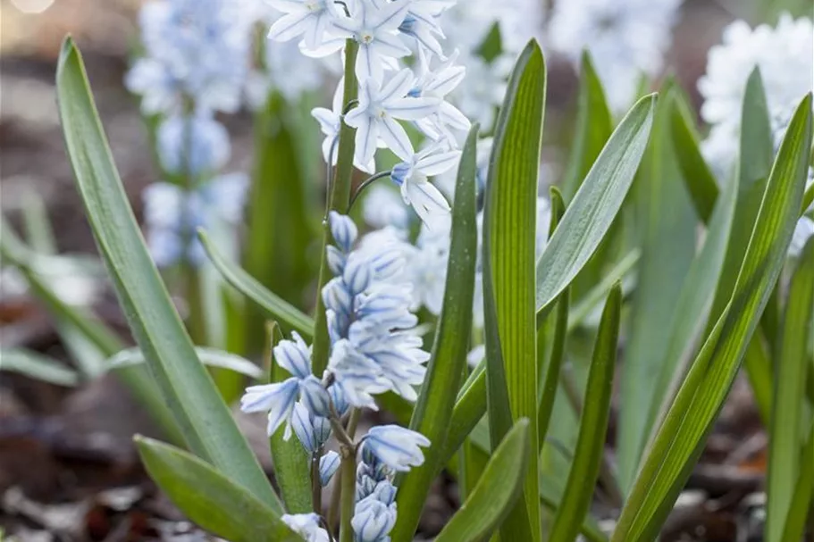 10 Blumenzwiebel - Puschkinia scilloides