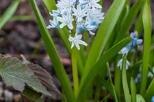 10 Blumenzwiebel - Puschkinia scilloides