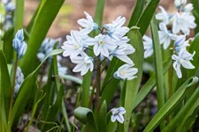 10 Blumenzwiebel - Puschkinia scilloides