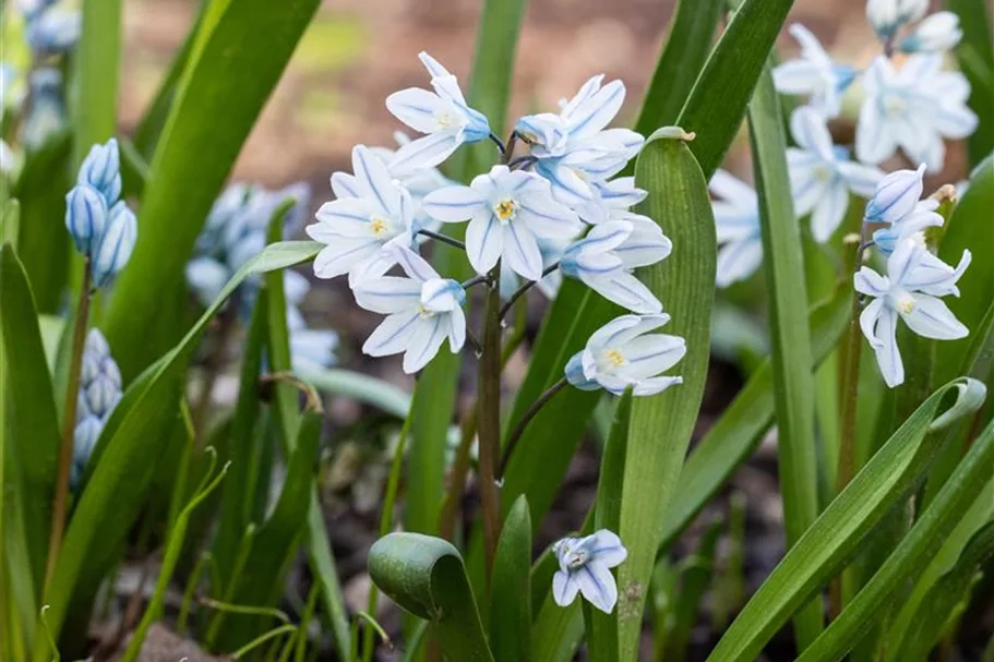 10 Blumenzwiebel - Puschkinia scilloides